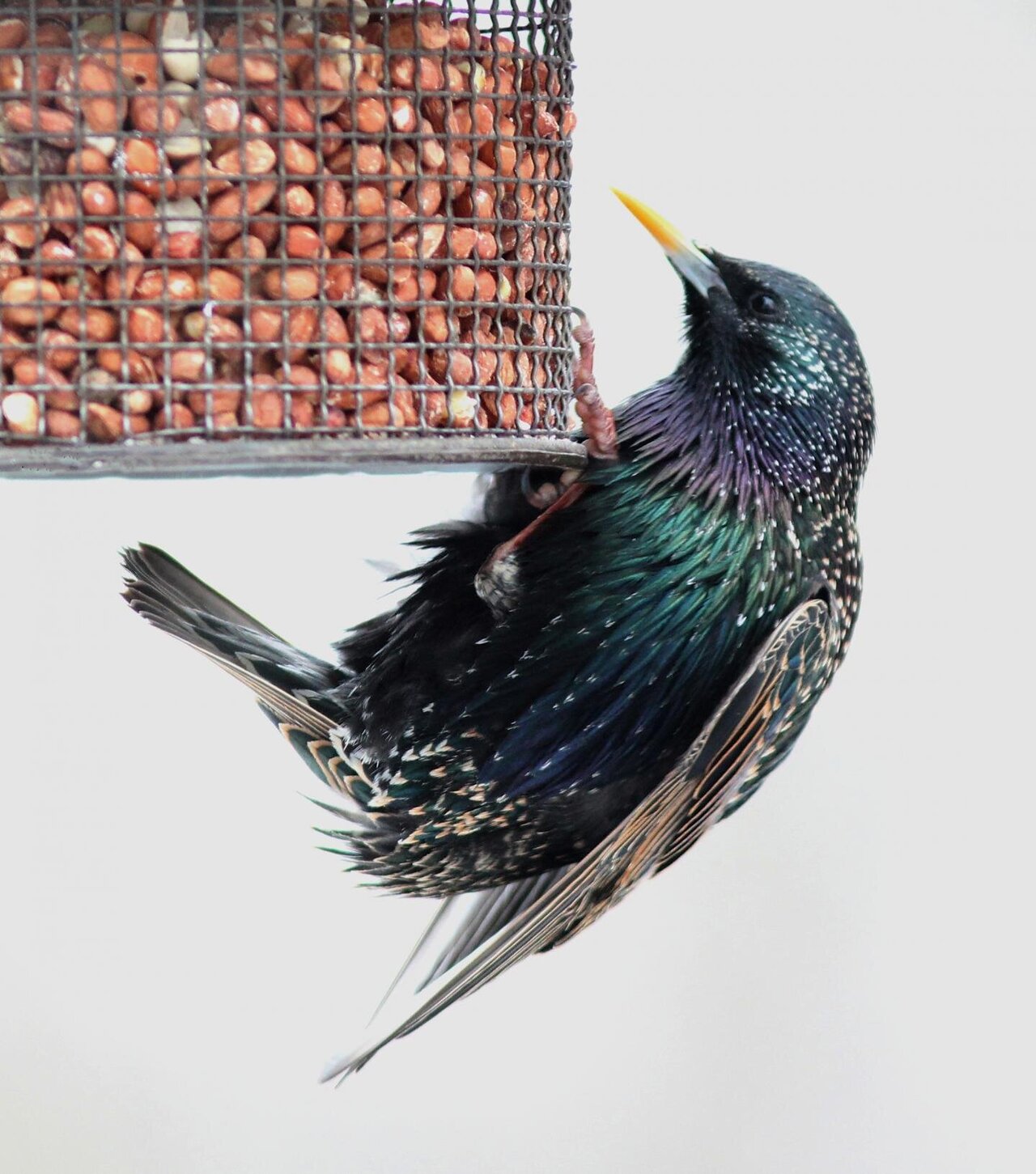 Newswise: Starling Success Traced to Rapid Adaptation