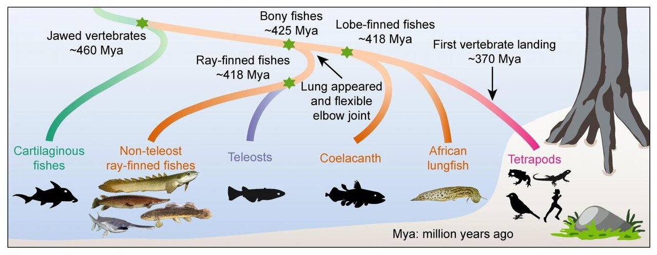 Surprising new research: We're more like primitive fishes than