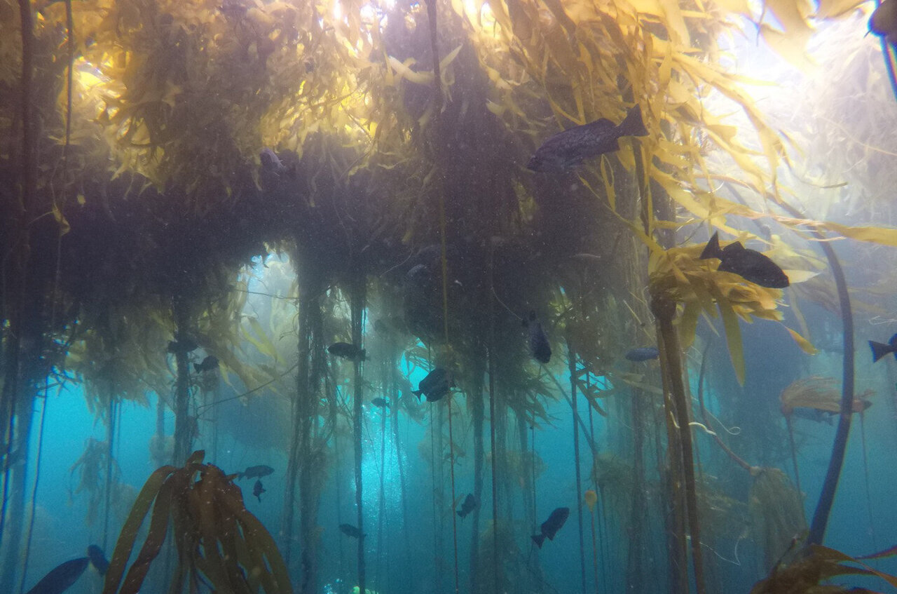 The collapse of Northern California kelp forests will be hard to reverse