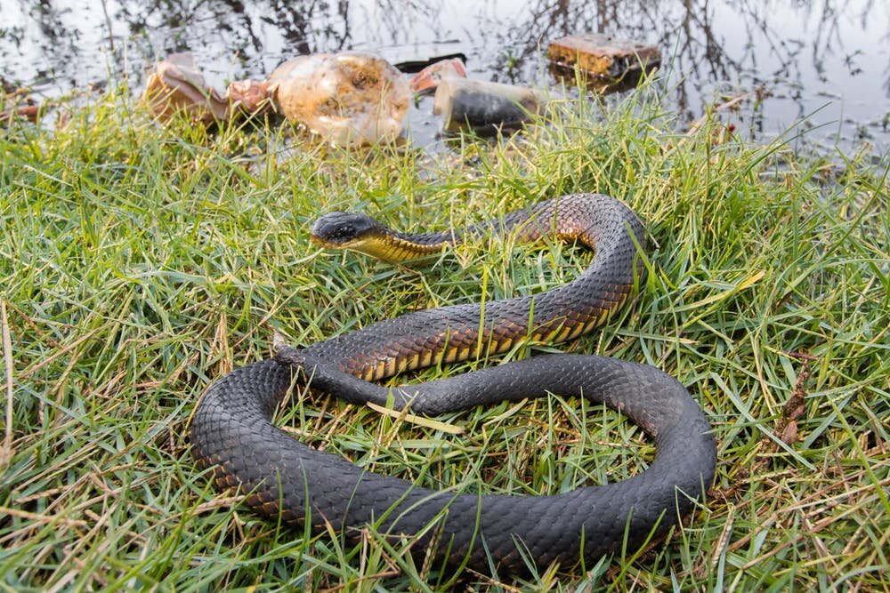 wetland snakes