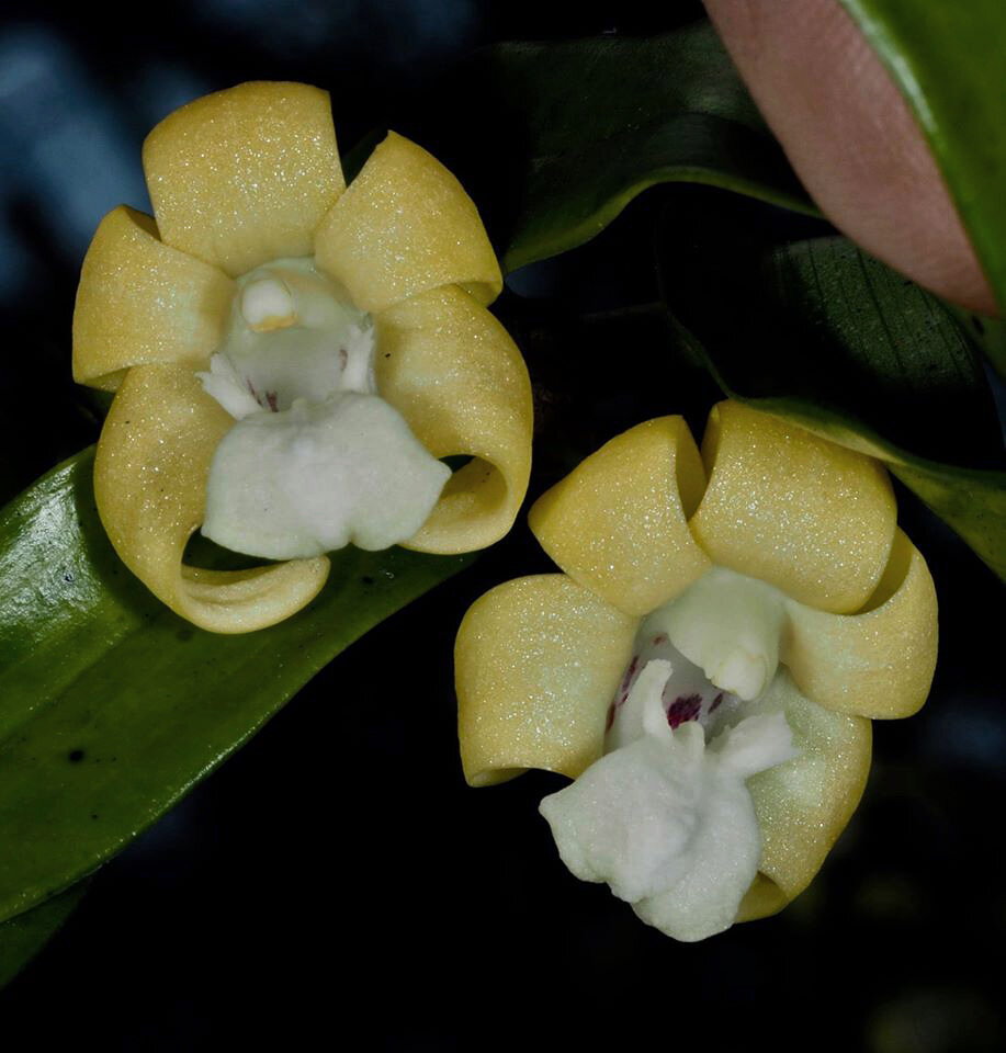 orchid dendrobium species