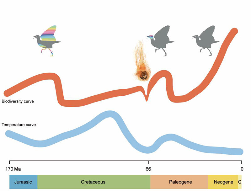 photo of Climate change influences biodiversity evolution of birds, study shows image