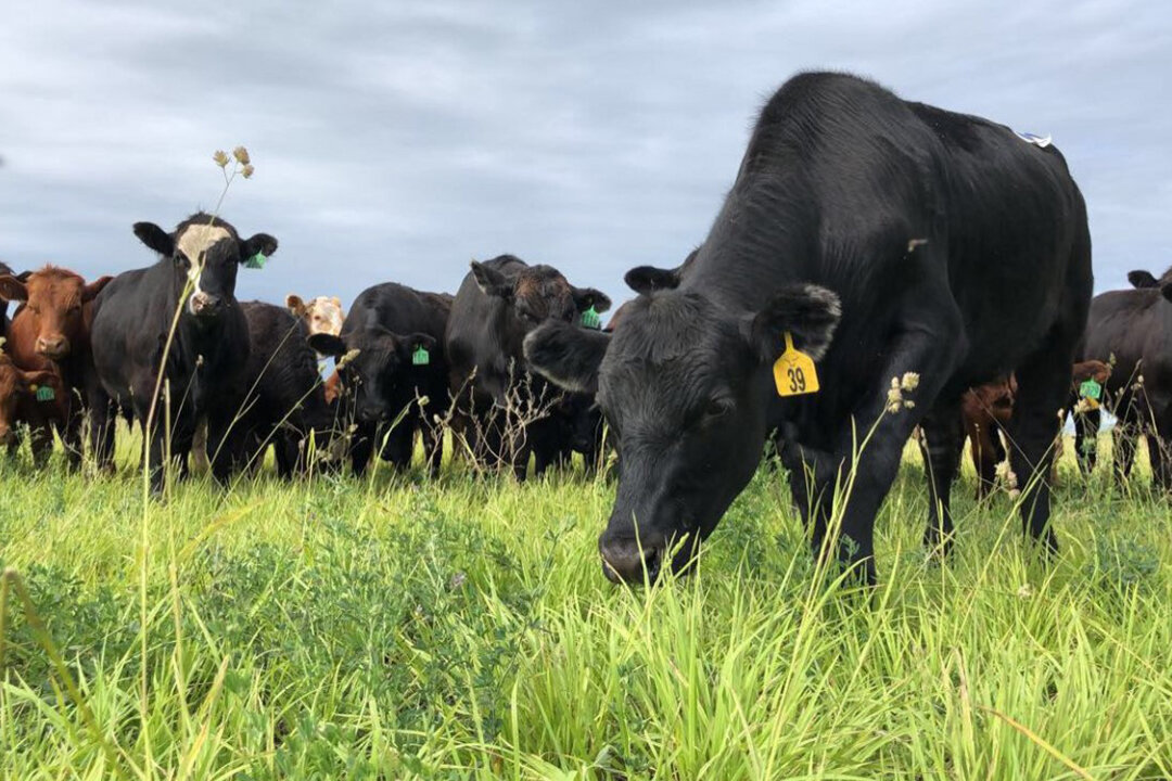 Researchers put forage plants to the test in intensive grazing trial