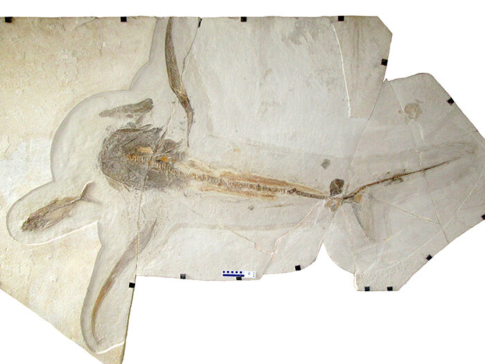 Discovery of a 'winged' shark in the Cretaceous seas