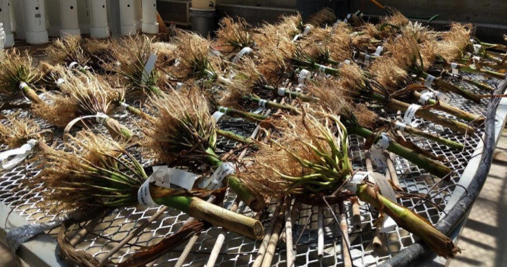 Newly discovered trait helps plants grow deeper roots in dry, compacted soils