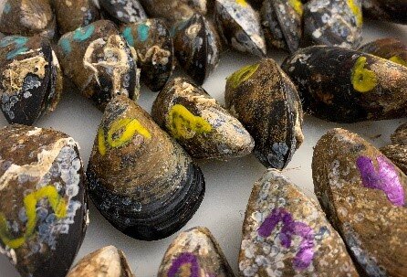 photo of Studies find that higher temperatures have an adverse effect on mussels image