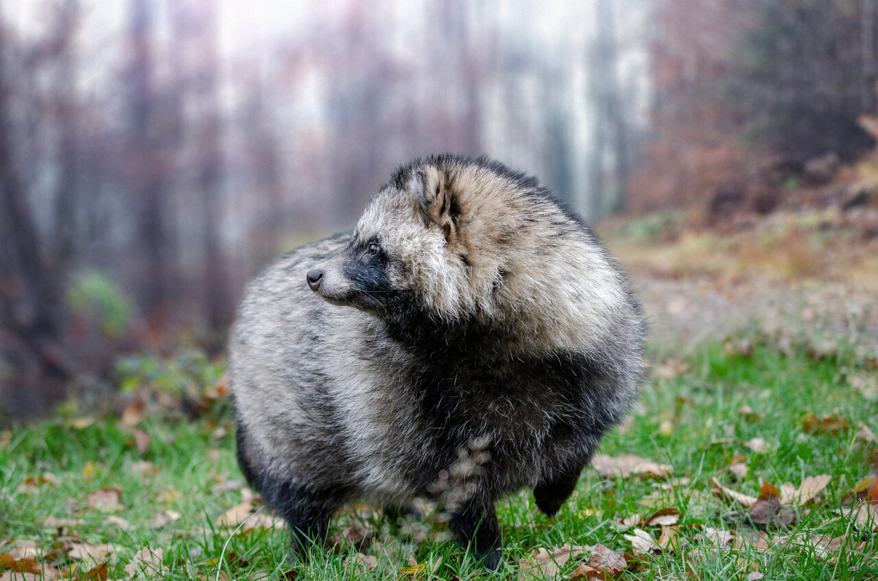 where are raccoon dogs found