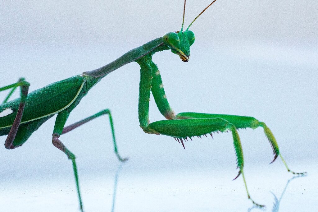 How the male praying mantis heads during rough sex