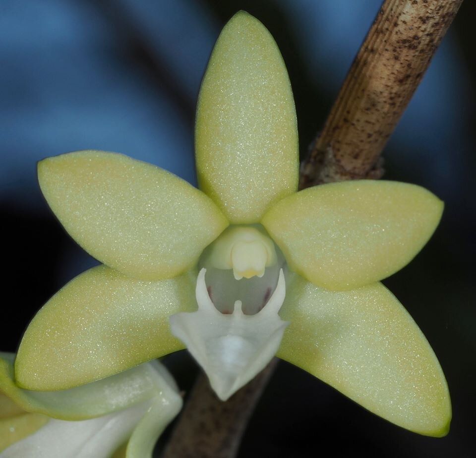 Just Imported Arrived Wednesday! Orchid Species Dendrobium erectifolium