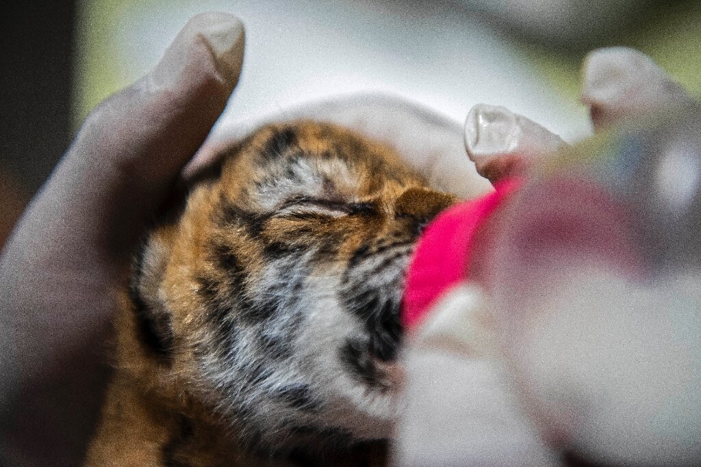 Fifth endangered Bengal tiger born in Cuban zoo