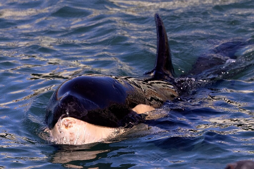baby orca whale alone