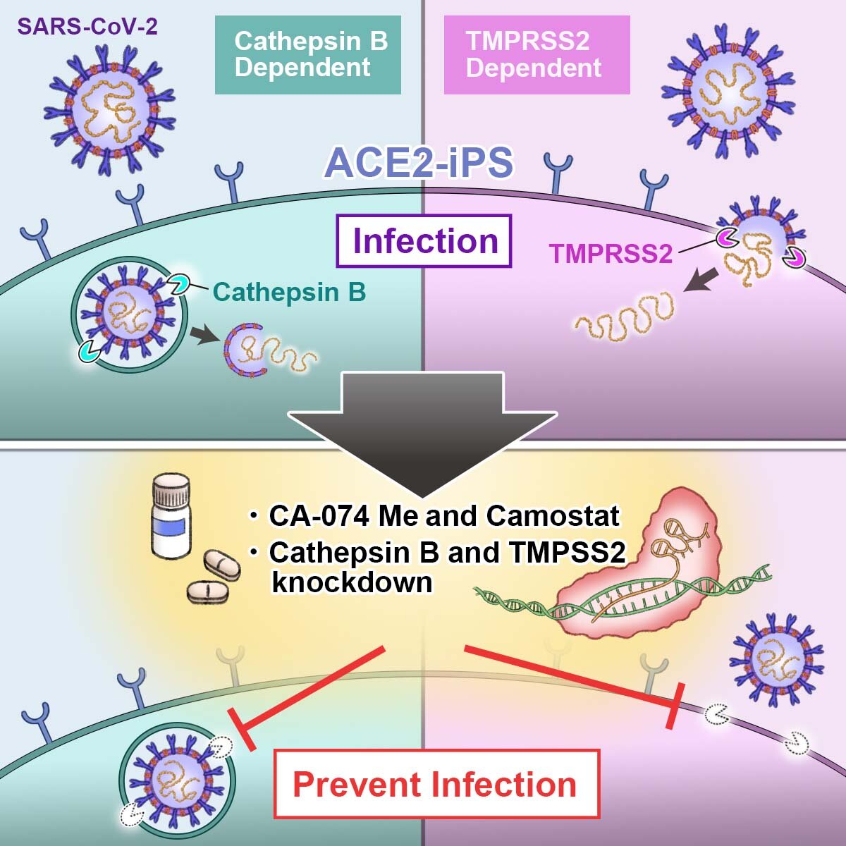 A drug cocktail stops SARS-CoV-2 infection of stem cells