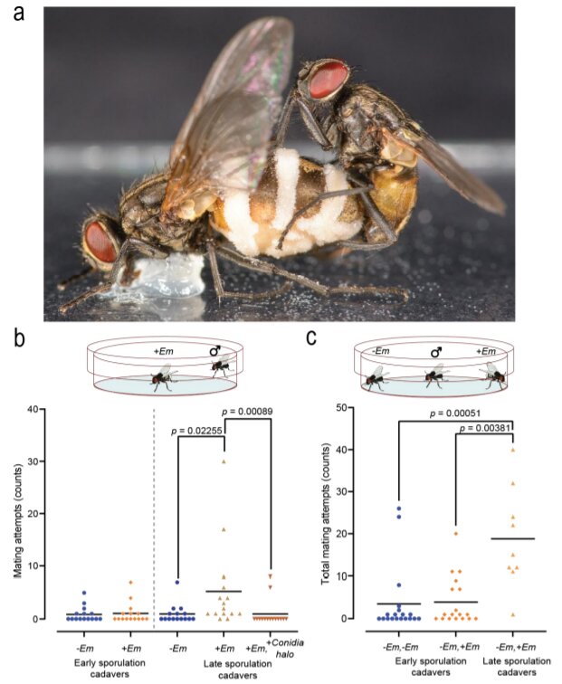 A fungus that uses chemicals to trick male flies into mating with infected dead ..