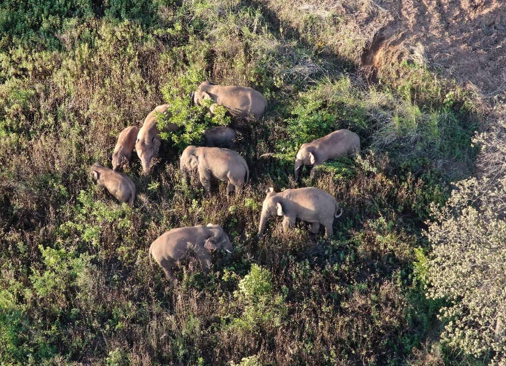 a herd of elephants ha
