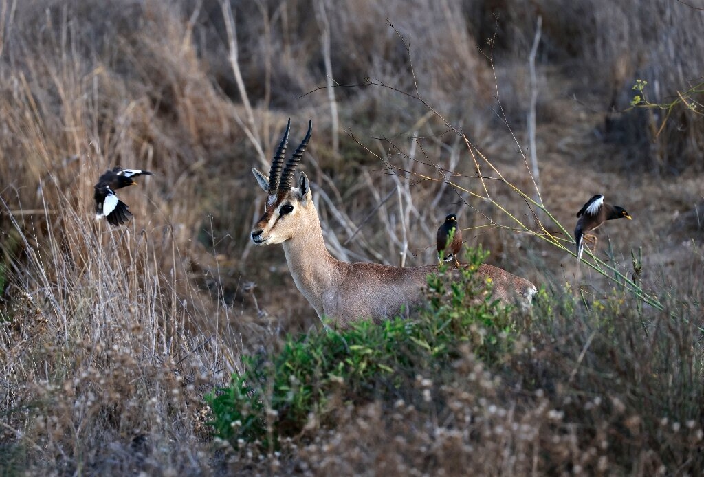 Uitdrukking Huiskamer Dageraad Endangered gazelles spring back in Jerusalem park