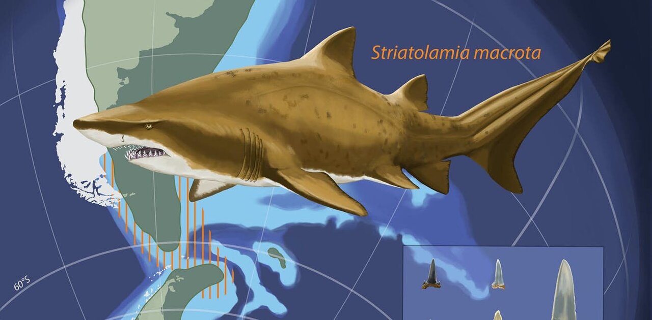 Older than expected: Teeth reveal the origin of the tiger shark