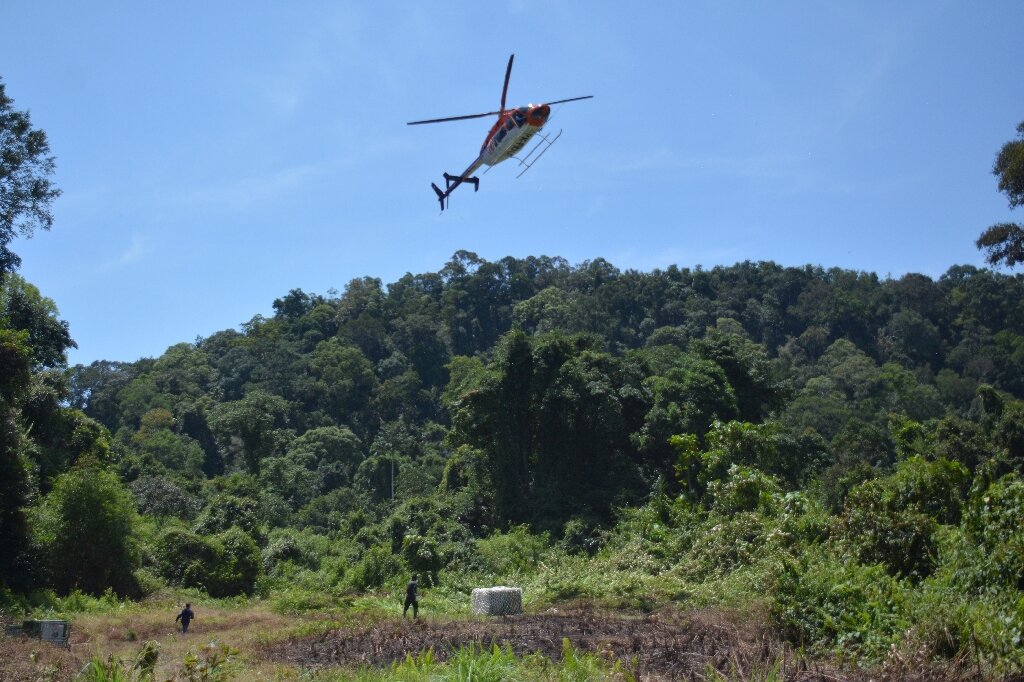 photo of Ape escape: Indonesian orangutans airlifted back to the wild image