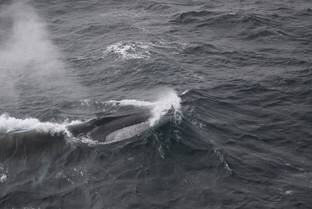 Antarctic hotspot: Fin whales favor the waters around Elephant Island