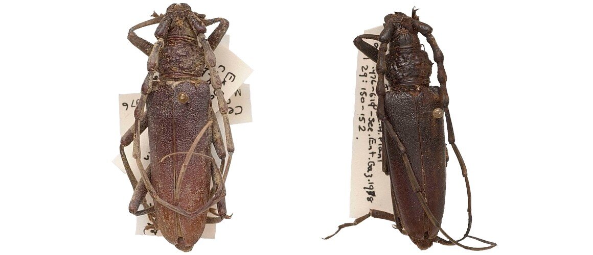 A pair of perfectly-intact 'mystery beetles' discovered to be almost 4,000 years old
