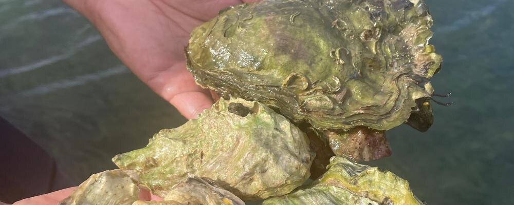 Are domesticated oysters less prepared for climate change? - Phys.org