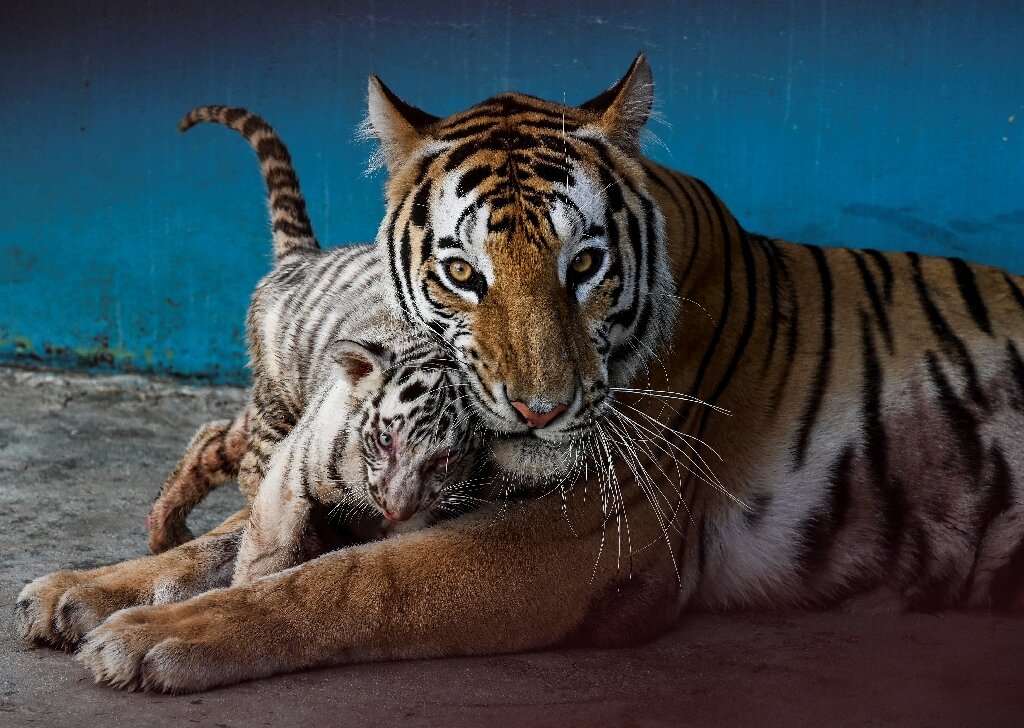 White Bengal Tigers - Key Facts, Information & Pictures