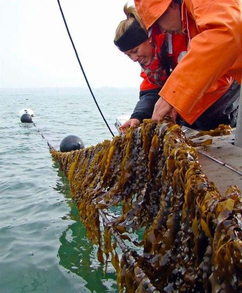 Biofuel from kelp could provide cheaper, greener energy source