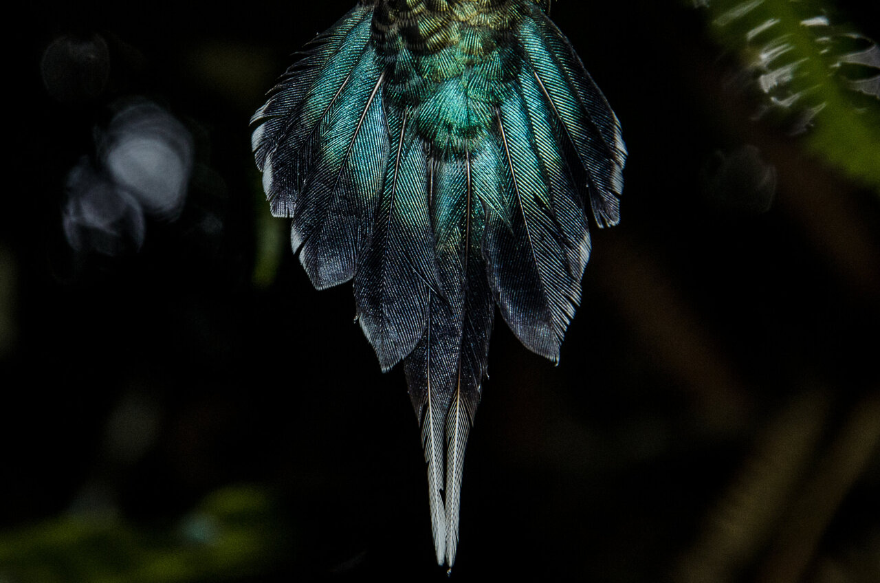 Macro Of Bird Feathers - Blue by Zen Rial