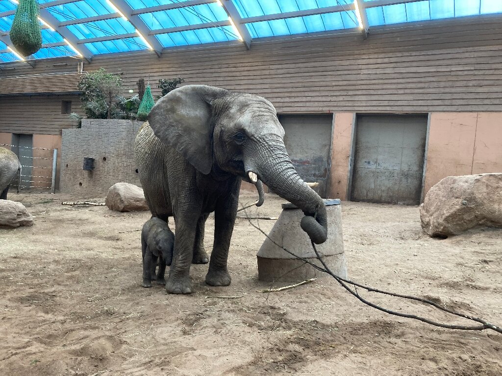 Baby elephant dies rejected by family at Swedish zoo