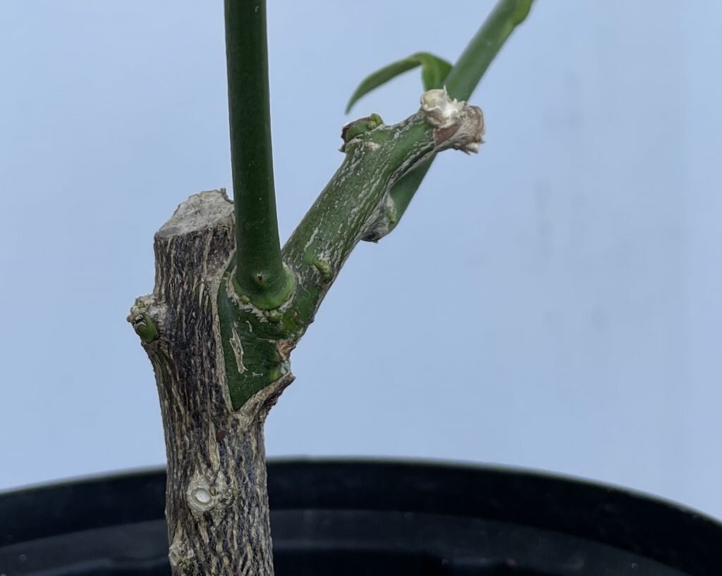 Researcher develops improved technology for grafting