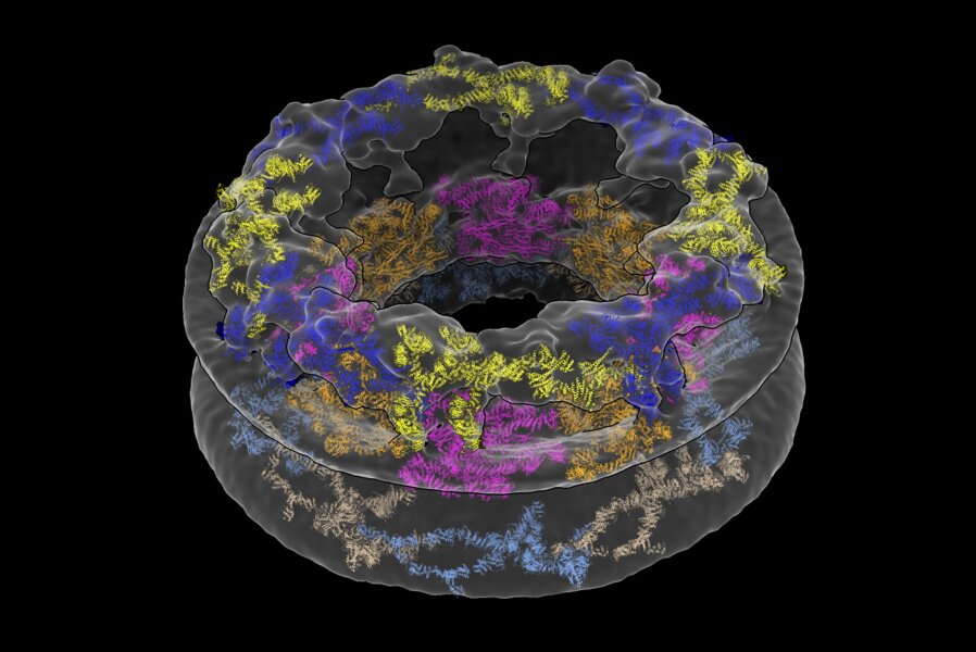 photo of Cellular environments shape molecular architecture image