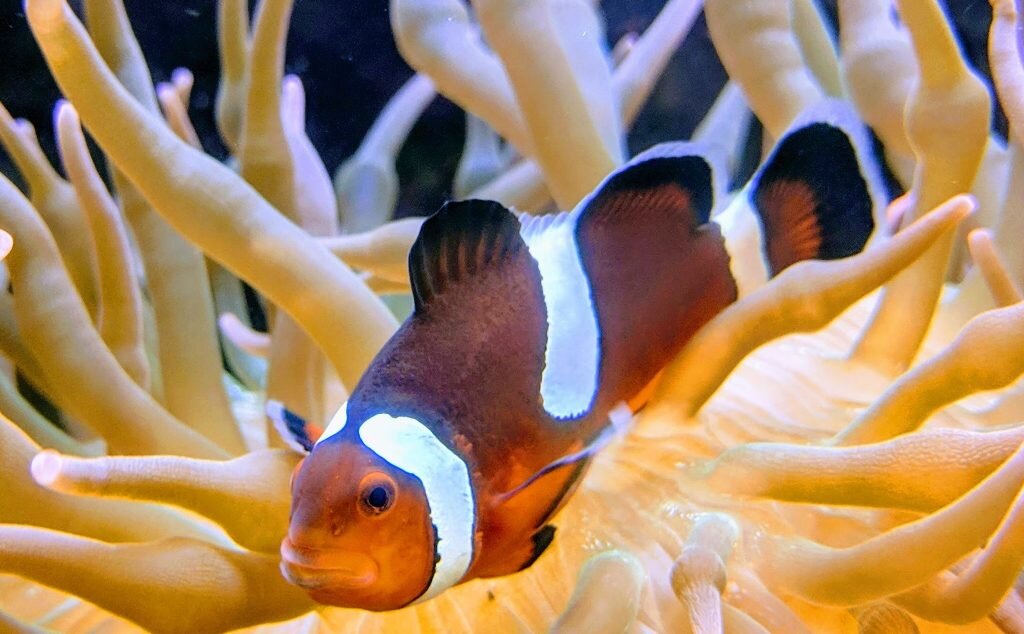 photo of Chemical pollutants disrupt reproduction in anemonefish, study finds image