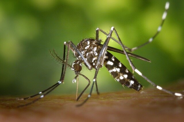 La incidencia de los virus Chikungunya, Zika y Dengue en México puede ser más alta de lo que se informó anteriormente