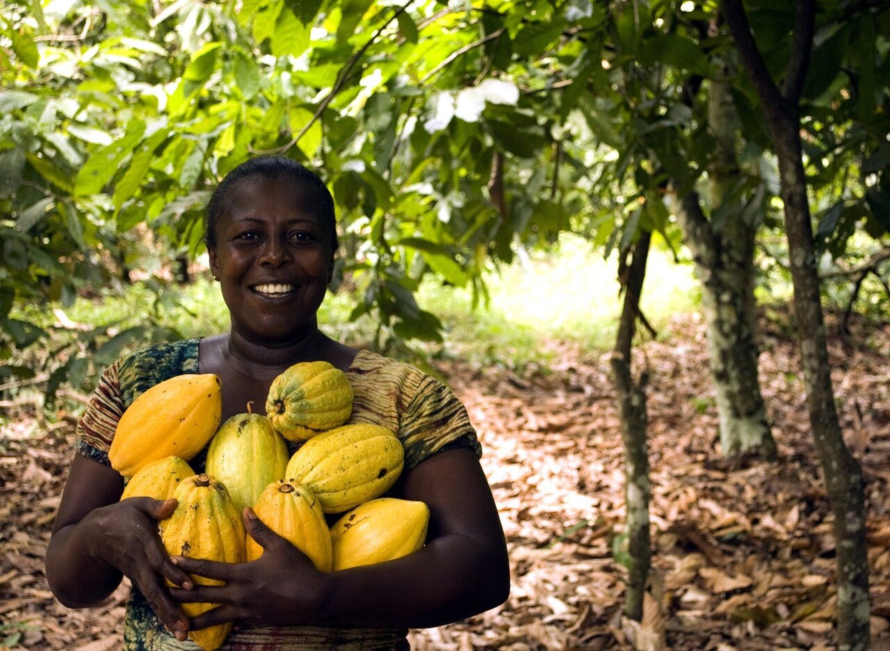 Cocoa Production In Africa