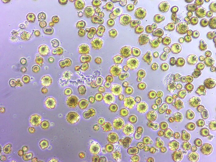 photo of Common floral bacteria can induce pollen germination image