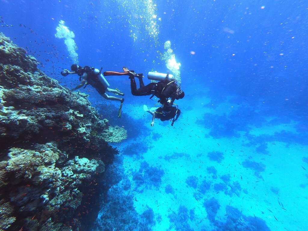 Diving in the Red Sea: Exploring the Hidden Wonders - Importance of coral reefs for marine life