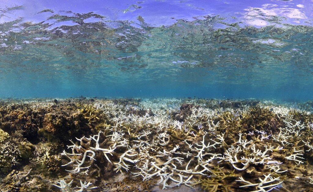 photo of 'Corals are being cooked': A third of Taiwan's reefs are dying image