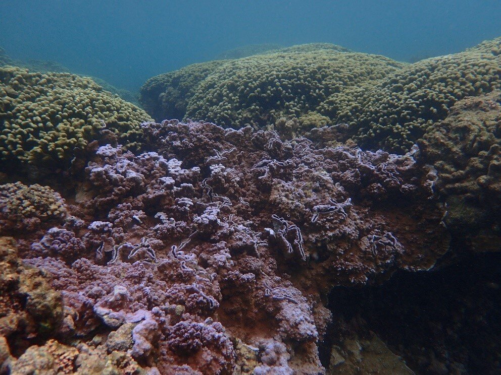 Photo of La « crème solaire » naturelle des récifs coralliens pourrait aider à lutter contre le changement climatique