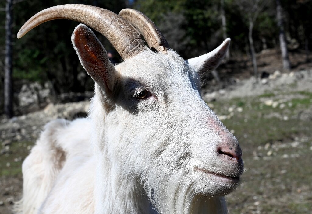 Croatia acts to save its iconic Istrian goat