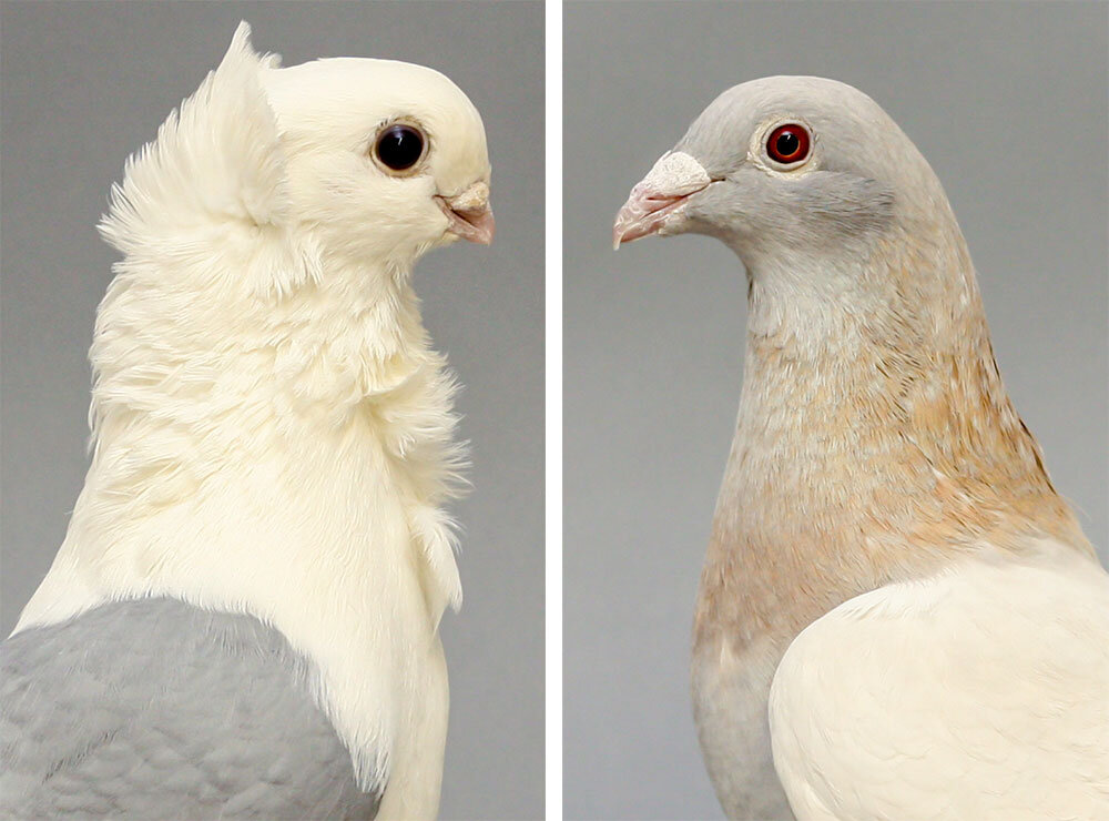 Darwin's short-beak enigma solved: Mutation in the ROR2 gene is linked to beak l..