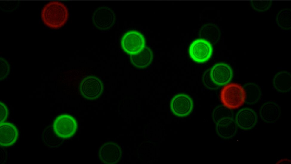 Scientists develop microscopic calibration tool with fluorescent nanodiamonds