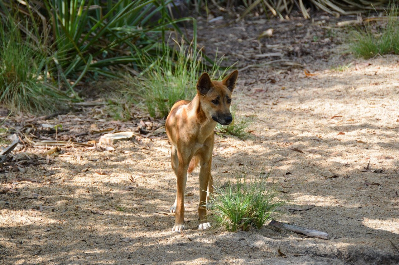 The sheep must give way to the dingo in Australia's arid rangelands