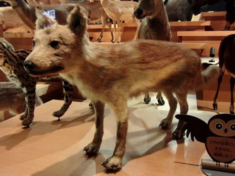 DNA shows Japanese wolf closest relative of domestic dogs