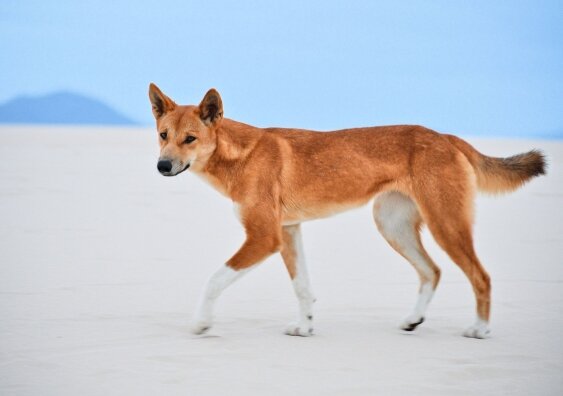 Dogs (not) gone wild: DNA tests show most 'wild dogs' Australia are dingoes