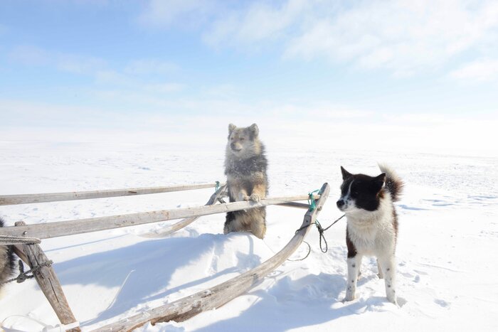photo of Early long-distance trade links shaped Siberian dogs, study finds image