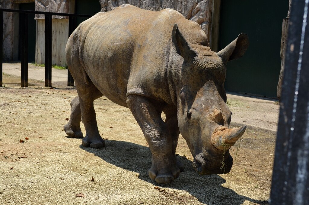 Looking for love, white rhino 'Emma' lands in Japan
