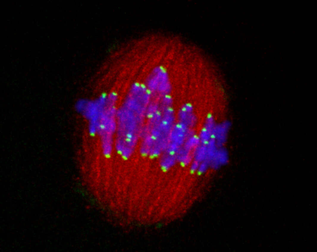Evolutionary 'arms race' may help keep cell division honest