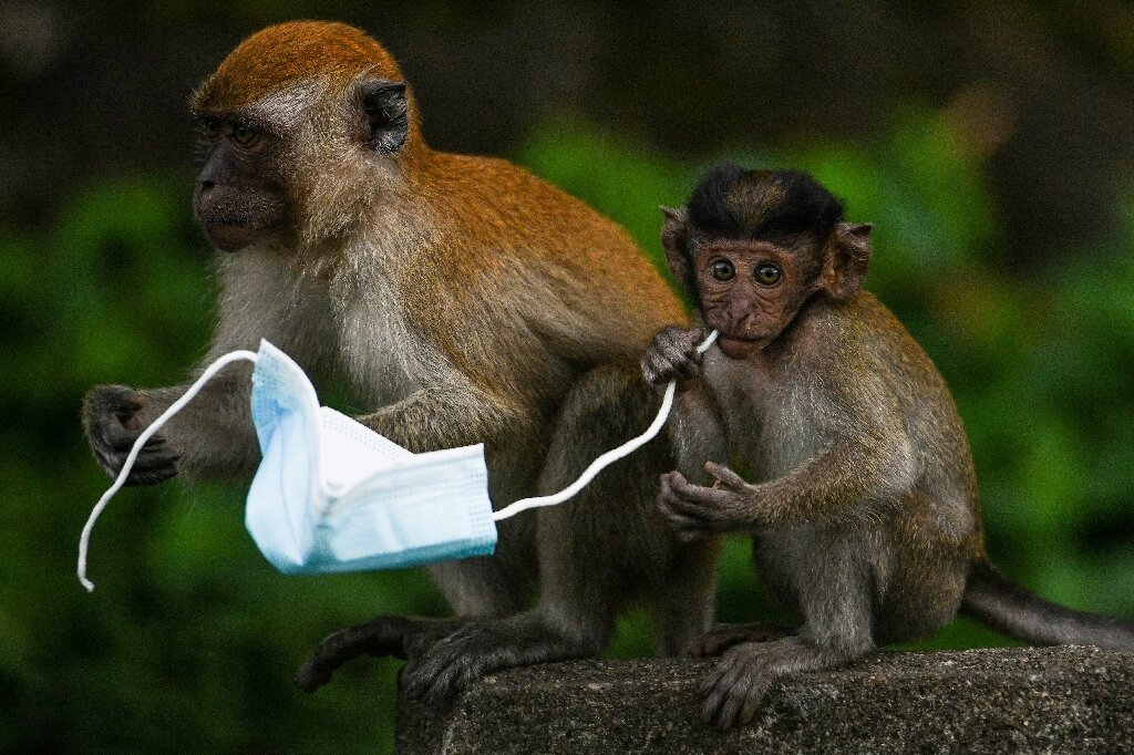 From macaques to crabs, wildlife faces threat from face masks - Phys.org