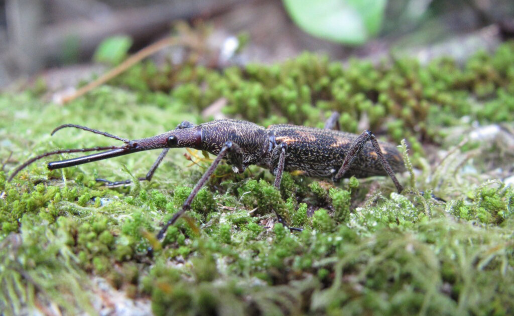 Is it cheaper to be bigger? Lessons from the extreme weapons of giraffe weevil warriors