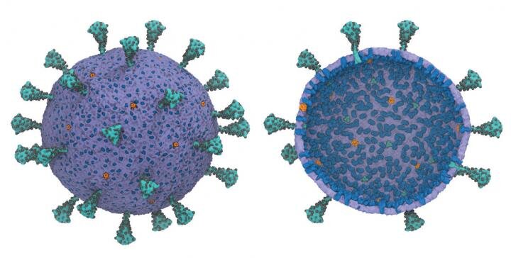 First complete coronavirus model shows collaboration
