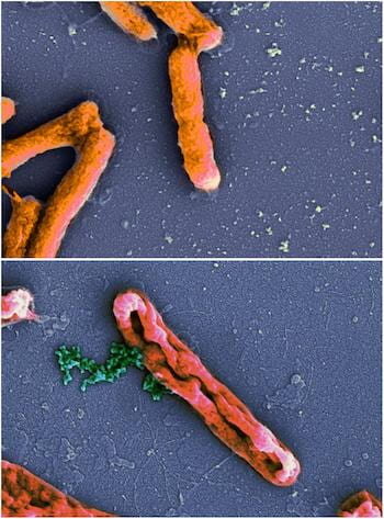 photo of For some peptides, killing bacteria is an inside job image